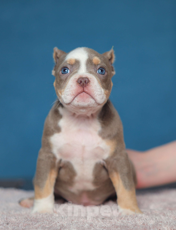 Собаки в Обнинске: Девочка булли лиловый триколор Девочка, 150 000 руб. - фото 2