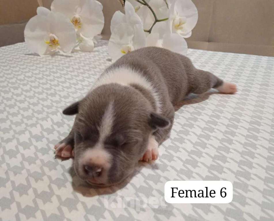 Собаки в Краснодаре: Щенки амстаффа документы РКФ Девочка, 50 000 руб. - фото 10