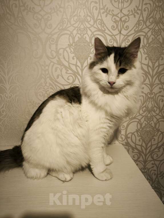 Кошки в Санкт-Петербурге: Два брата шикарнейшие добряки Мальчик, 100 руб. - фото 2