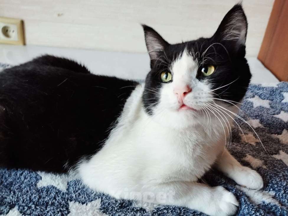 Кошки в Москве: Молоденький ласкун Мурчик ждёт свою семью Мальчик, Бесплатно - фото 4