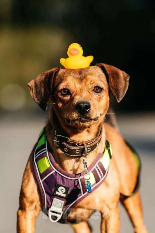 Собаки в Москве: Метис чихуахуа Чарлик в добрые руки Мальчик, 1 руб. - фото 6