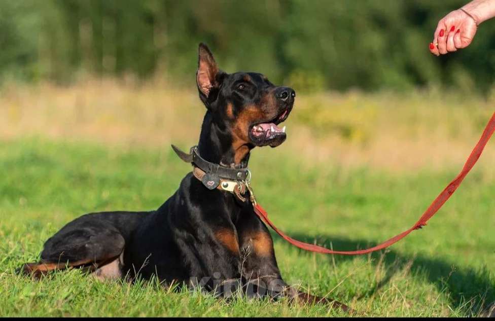 Собаки в Москве: Доберман Герман ищет семью Мальчик, Бесплатно - фото 1