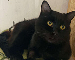 Кошки в Советске (Калининградская область): Чёрный кот в добрые руки, Бесплатно - фото 6