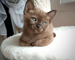 Кошки в Мытищах: Мальчик Тайсон ( окрас соболь) Мальчик, 60 000 руб. - фото 4