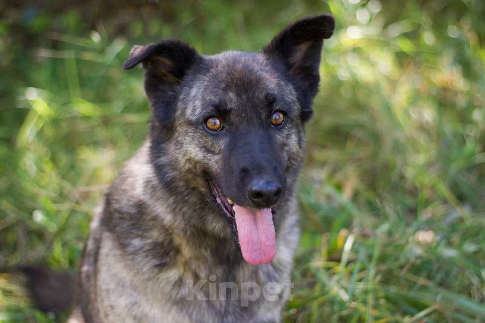 Собаки в Москве: Тигра Девочка, Бесплатно - фото 3