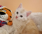 Кошки в Калуге: Котята породы Курильский бобтейл Мальчик, 40 000 руб. - фото 2
