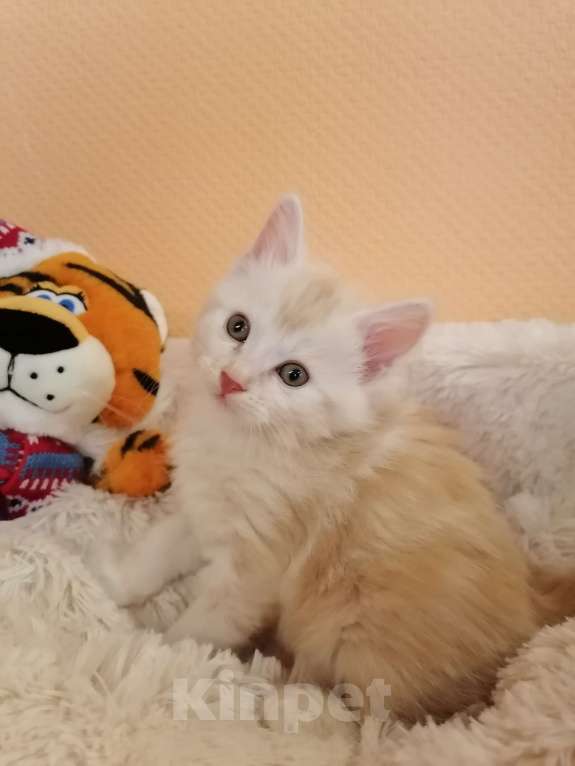 Кошки в Калуге: Котята породы Курильский бобтейл Мальчик, 40 000 руб. - фото 2