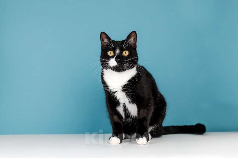 Кошки в Москве: Роскошный маркизный кот Тоша в добрые руки Мальчик, Бесплатно - фото 3