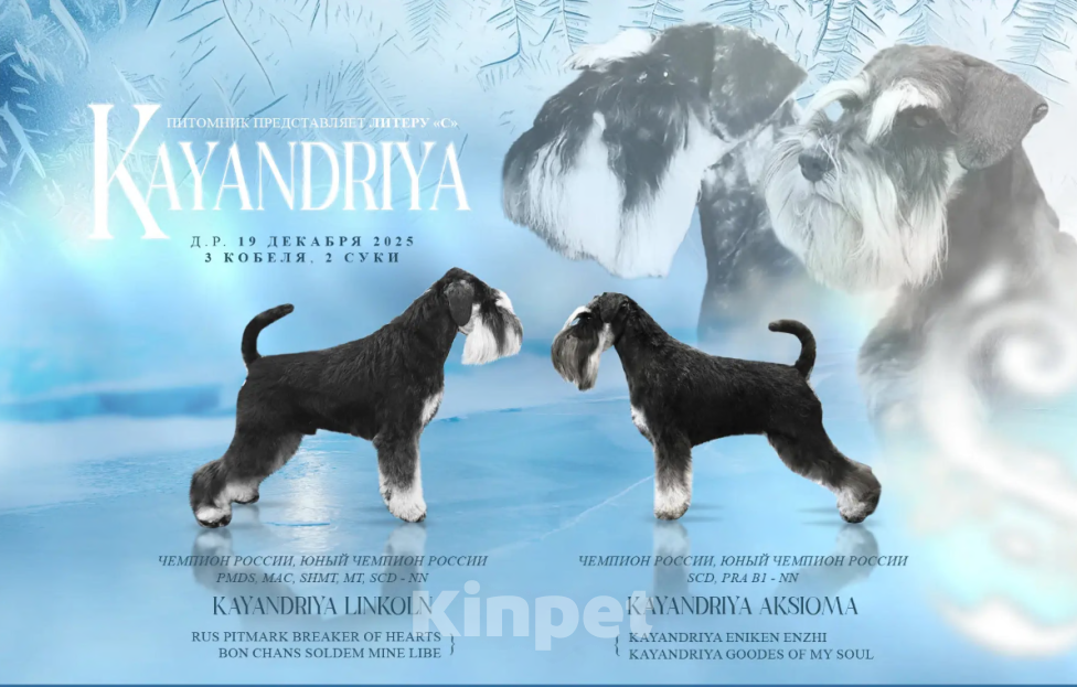 Собаки в Новосибирске: Щенки цвергшнауцера Мальчик, 50 000 руб. - фото 1