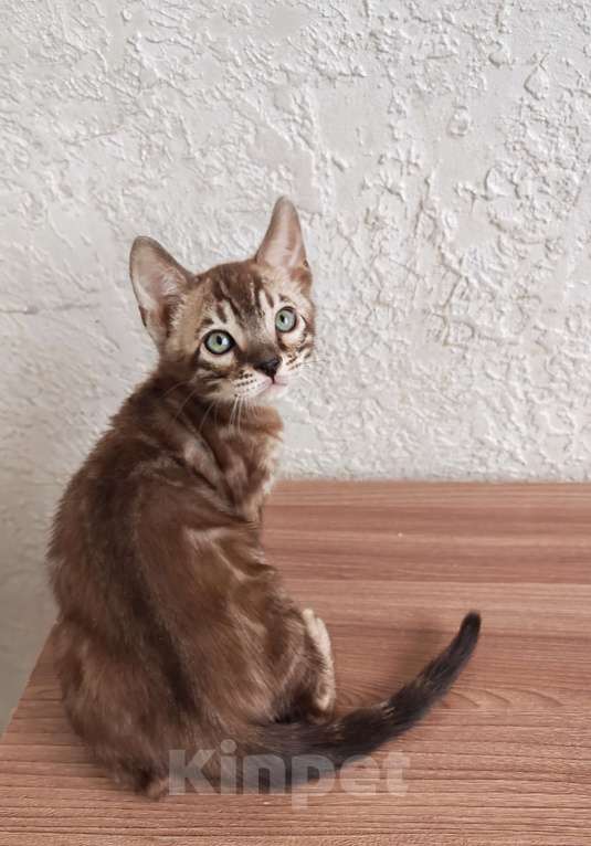 Кошки в Краснодаре: Очень красивый мальчик угольная сепия Мальчик, Бесплатно - фото 1