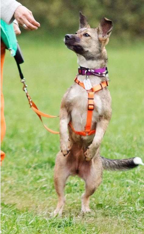 Собаки в Москве: Микки ищет заботливую семью Девочка, Бесплатно - фото 3