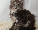 Кошки в Рошале: Котёнок Мейн-Кун Девочка, 25 000 руб. - фото 2