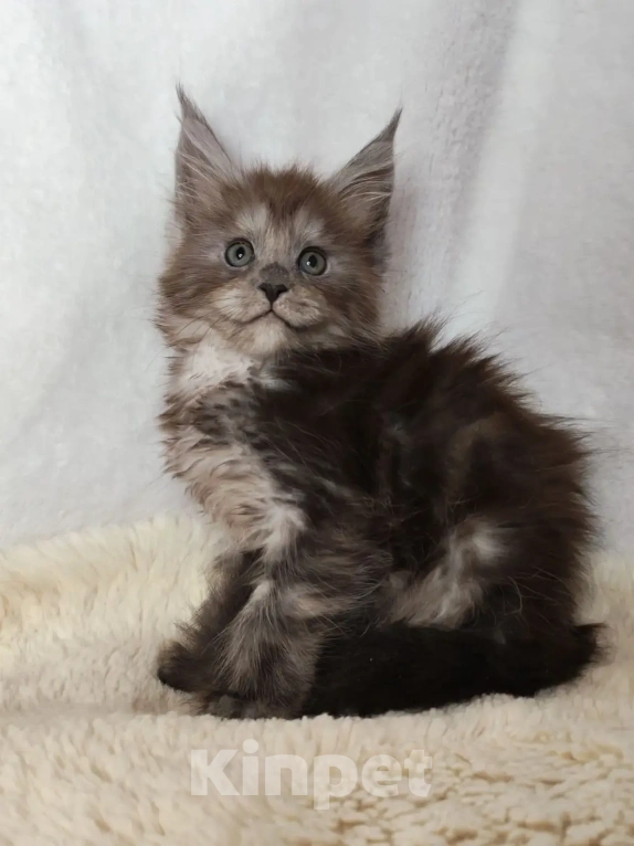 Кошки в Рошале: Котёнок Мейн-Кун Девочка, 25 000 руб. - фото 2
