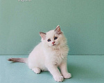 Кошки в Пензе: Котёнок девочка породы Рэгдолл - Bella Девочка, 65 000 руб. - фото 3