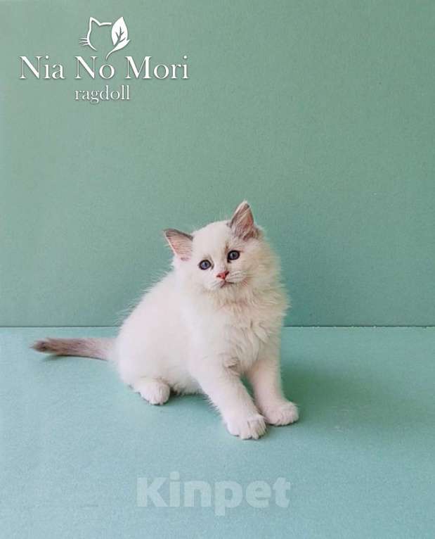 Кошки в Пензе: Котёнок девочка породы Рэгдолл - Bella Девочка, 65 000 руб. - фото 3