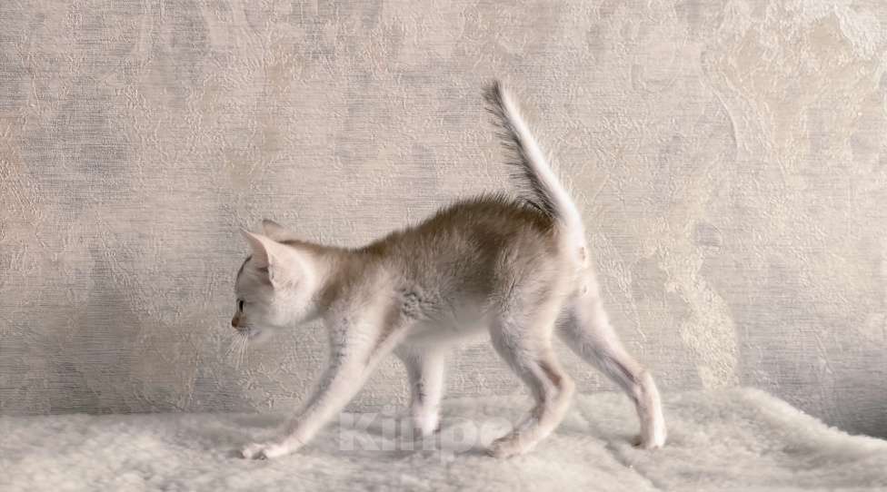 Кошки в Тюмени: Абиссинский котенок серебро Мальчик, 70 000 руб. - фото 5