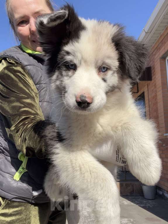 Собаки в Ростове-на-Дону: Девочка аусси Девочка, 60 000 руб. - фото 1