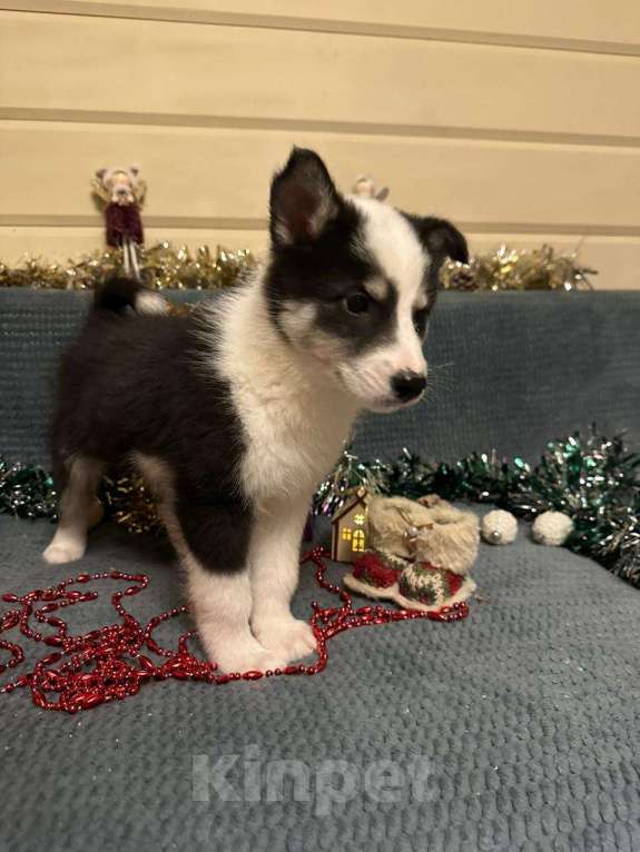 Собаки в Лосином-Петровском: Дейв якутенок лайка Мальчик, Бесплатно - фото 2