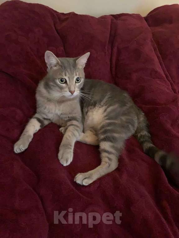 Кошки в Махачкале: Пропал кот  Мальчик, 5 000 руб. - фото 4