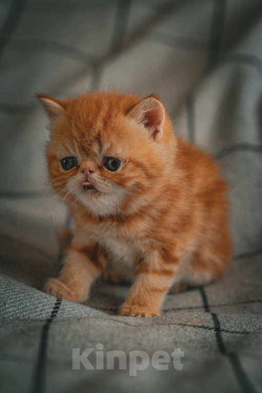 Кошки в Санкт-Петербурге: Экзотики - плюшевые медвежата Девочка, 25 000 руб. - фото 3