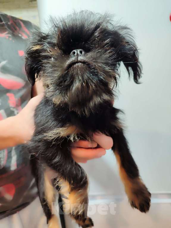 Собаки в Санкт-Петербурге: Гриффончик Мальчик, 60 000 руб. - фото 2