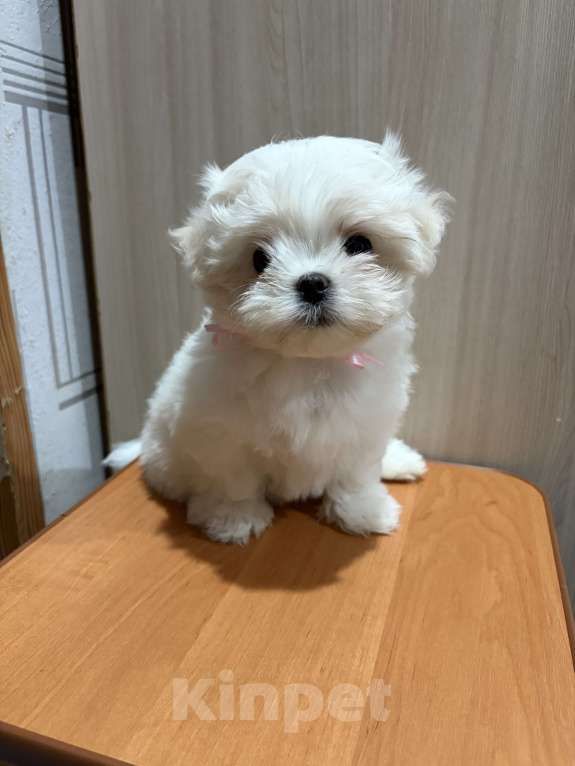 Собаки в Казани: Продам щенков Разнополые, 85 000 руб. - фото 2