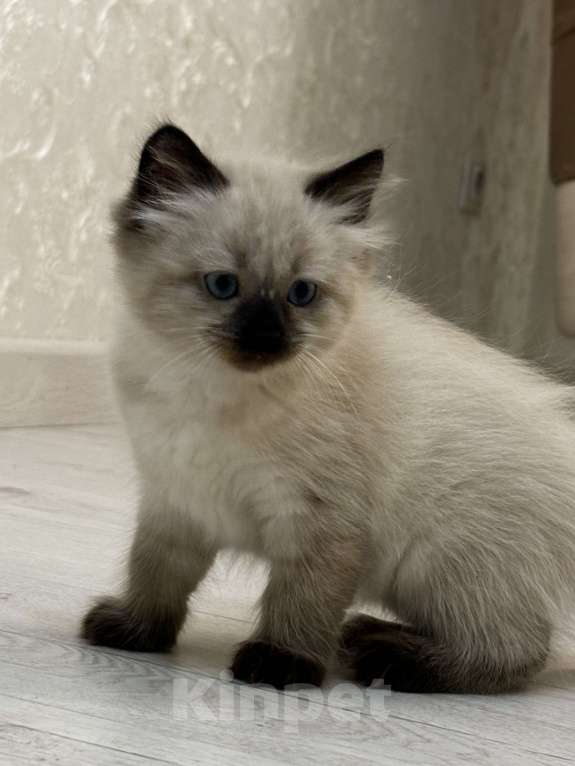 Кошки в других городах Московской области: Мальчик  Мальчик, 25 000 руб. - фото 2