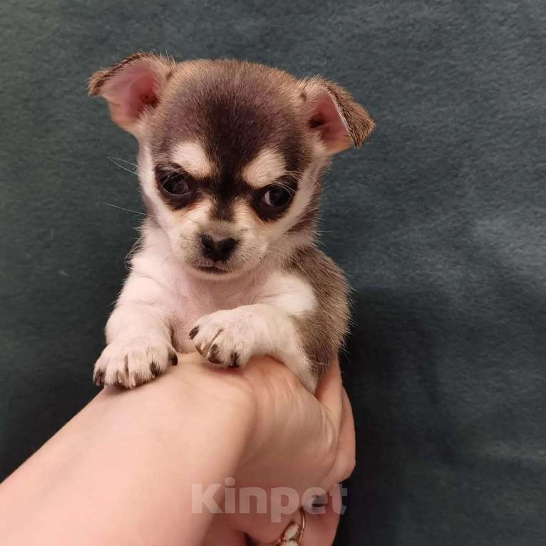 Собаки в Ростове-на-Дону: Микро крошки Чихуахуа Девочка, 20 000 руб. - фото 5