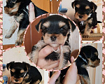 Собаки в Тольятти: Фуку Мальчик, 15 000 руб. - фото 1