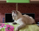 Кошки в Москве: Британские котята  Девочка, 10 000 руб. - фото 3