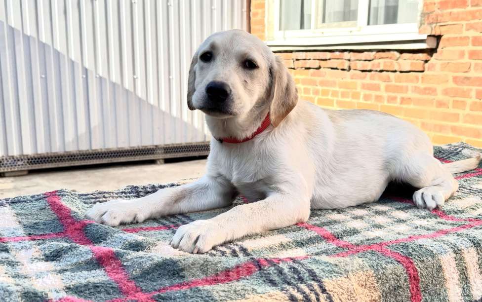 Собаки в Краснодаре: Щенки лабрадора палевые ркф  Девочка, 25 000 руб. - фото 4