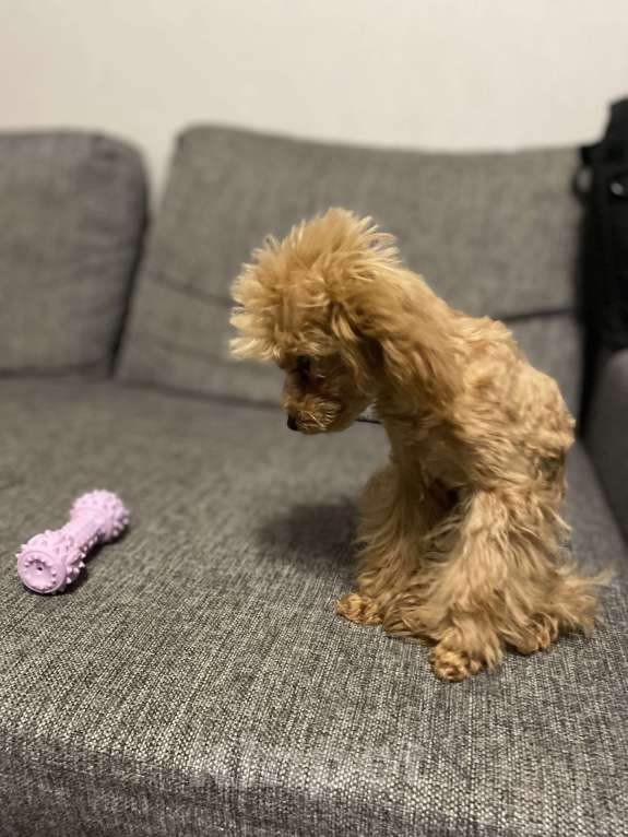 Собаки в Волгограде: Продам собачку Мальтипу  Девочка, 55 000 руб. - фото 2