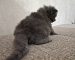 Кошки в Армавире: Продаю котят Мальчик, 5 000 руб. - фото 3