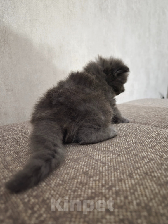 Кошки в Армавире: Продаю котят Мальчик, 5 000 руб. - фото 3