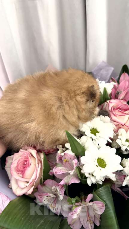 Собаки в Красноярске: Померанский шпиц девочка 1 Девочка, 60 000 руб. - фото 2