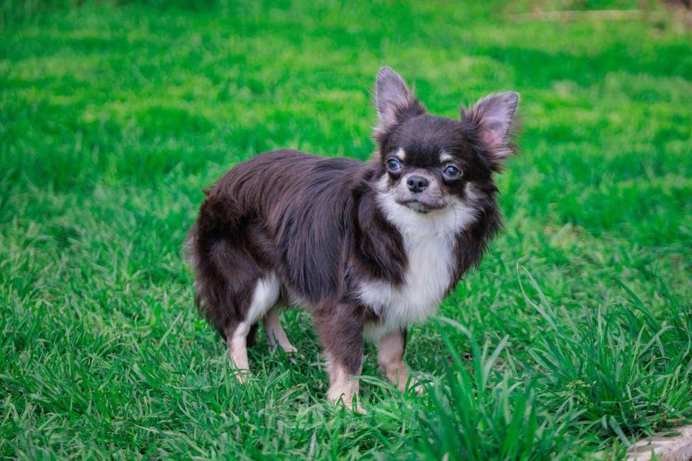 Собаки в Москве: Шикарный красавец Мальчик, 45 000 руб. - фото 4