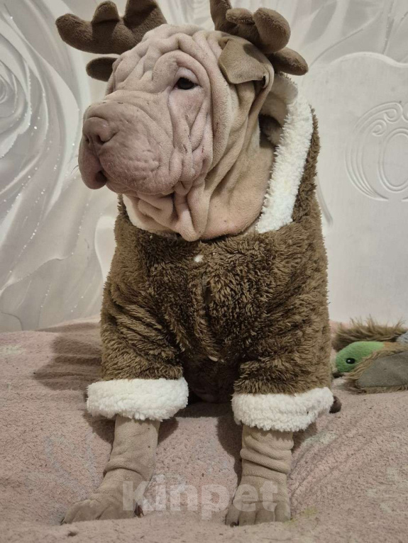 Собаки в Ростове-на-Дону: Щенок шарпея лиловый мальчик Мальчик, 25 000 руб. - фото 2