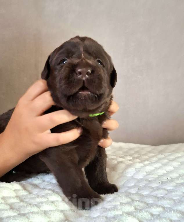 Собаки в Перми: Щенок лабрадора  Девочка, 80 000 руб. - фото 3