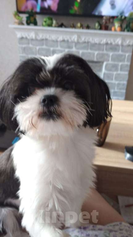 Собаки в Новороссийске: непоседа ШИ-ТЦУ Мальчик, 20 000 руб. - фото 5