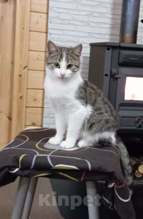 Кошки в Санкт-Петербурге: Маленькая принцесса ищет дом !  Девочка, Бесплатно - фото 1