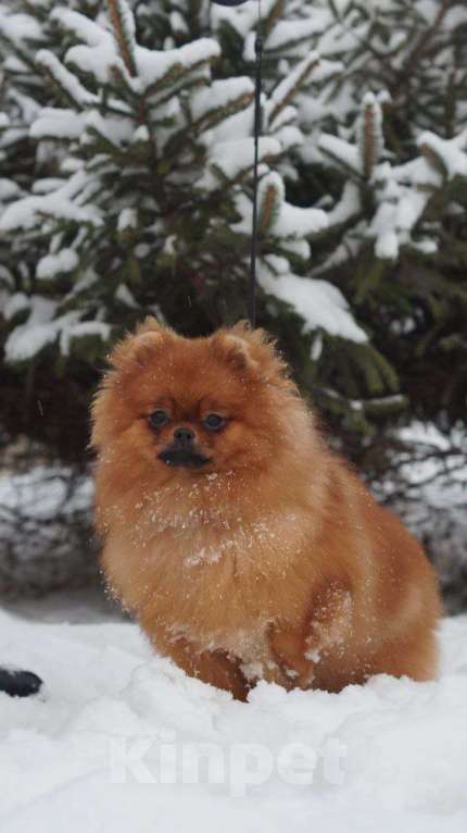 Собаки в Самаре: Шикарная помераночка Девочка, 50 000 руб. - фото 2
