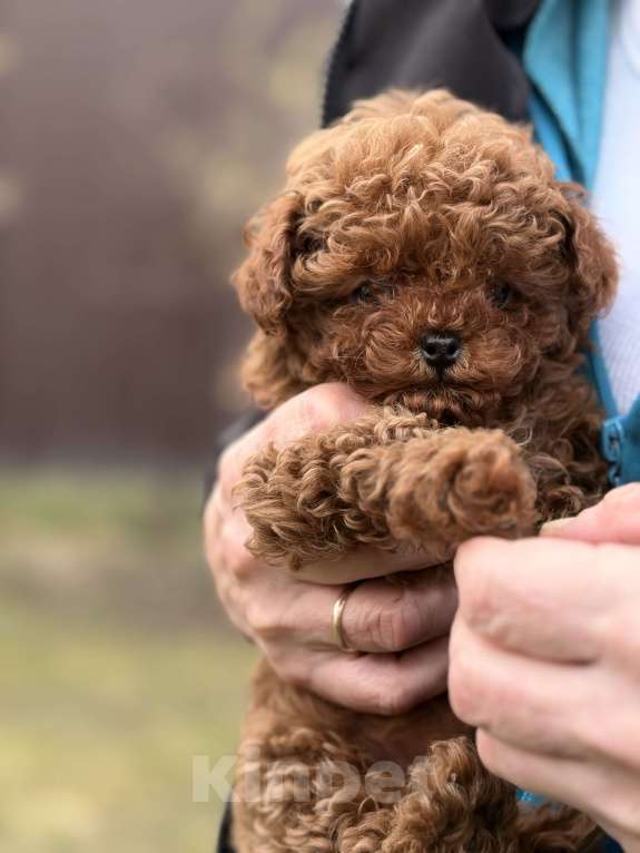 Собаки в Санкт-Петербурге: Щенок той-пудель Мальчик, 150 000 руб. - фото 4