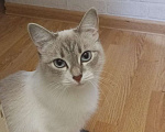 Кошки в Ижевске: Котята 2 месяца Разнополые, 1 500 руб. - фото 8