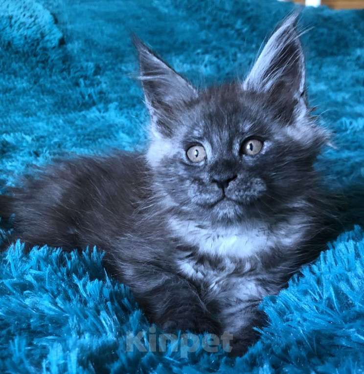 Кошки в Санкт-Петербурге: Котёнок мейн кун Мальчик, 60 000 руб. - фото 3