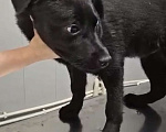 Собаки в Москве: Щенок, 4 мес Мальчик, Бесплатно - фото 2