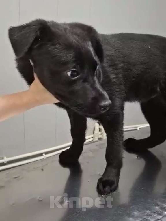 Собаки в Москве: Щенок, 4 мес Мальчик, Бесплатно - фото 2