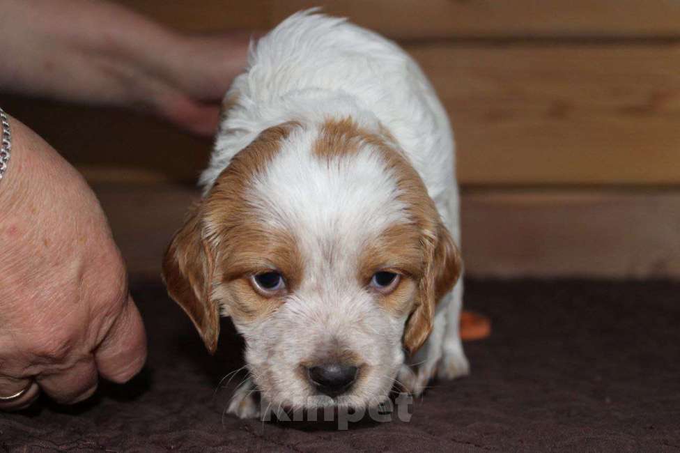 Собаки в Иркутске: Щенки французской легавой  Девочка, 50 руб. - фото 6