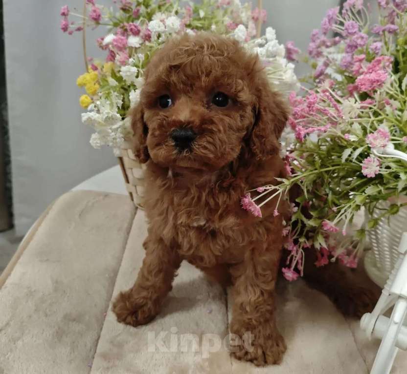 Собаки в Твери: Щенки пуделя. Разнополые, 60 000 руб. - фото 6