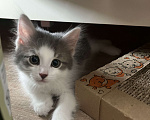 Кошки в Химках: Отдам котенка Мальчик, Бесплатно - фото 2