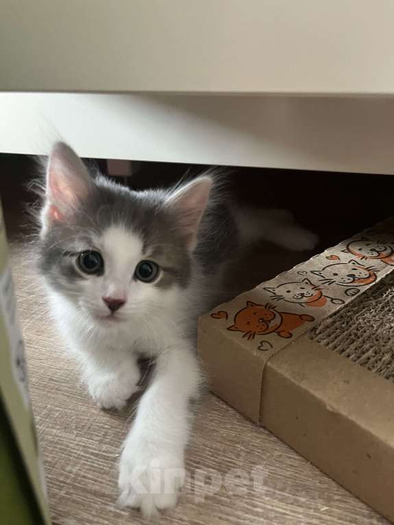 Кошки в Химках: Отдам котенка Мальчик, Бесплатно - фото 2